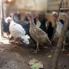 induk 3 aylyk lekadanzki