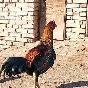 Daýow Paroda