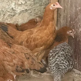 turkmen horaz
