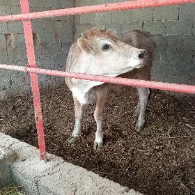 tüwe
