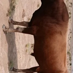 Öküz