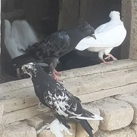 kepderi