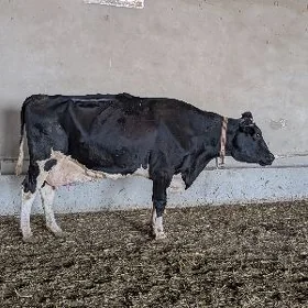 Göleli Sygyr