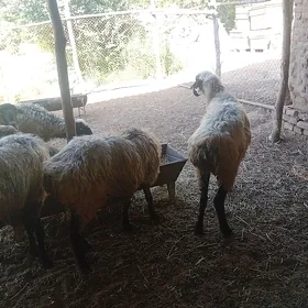 Goýun