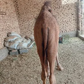 owsuk