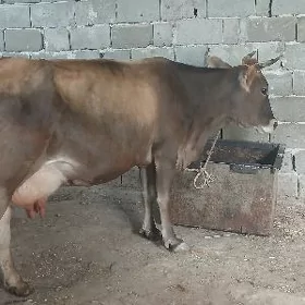 sygyr