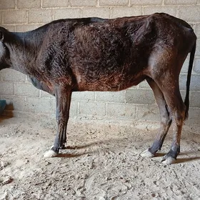Sygyr