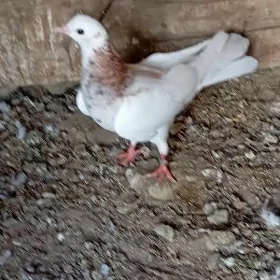 kepderi