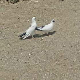 kepderi