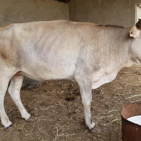 Bogaz Sygyr