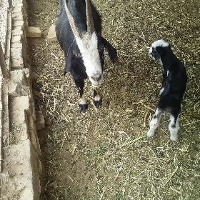 owlakly geçi