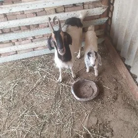 oglkly geci