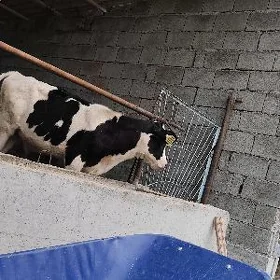 okuz tuwe göle