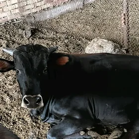 ökuz