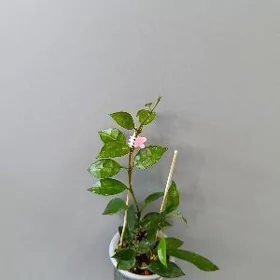 ХОЙЯ ЛАКУНОЗА ЭСКИМО