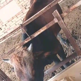 ökuz