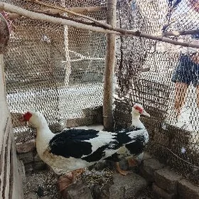 ordek