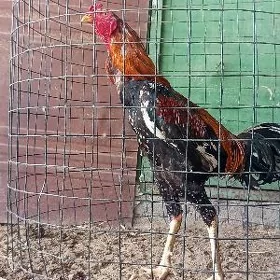 taşkent