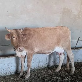 göleli sygyr