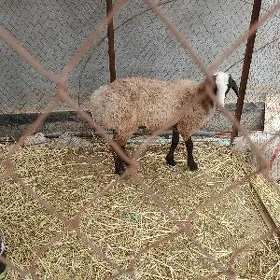 goýun ýitdi