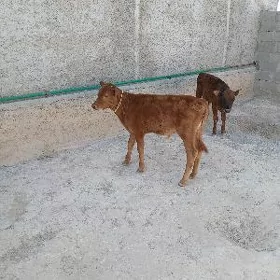 Goleli Sygyr