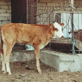unajyn