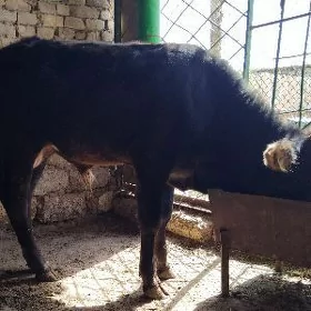 OKÜZ  ŞWES  TOHUM. ARASSA