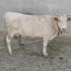 Sygyr