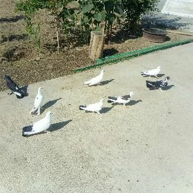 kepderi