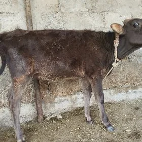 Ökiz