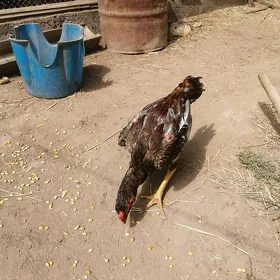 Baysow jüje