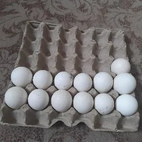 induk ýumurtga