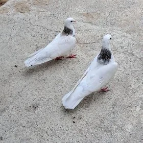 kepderi