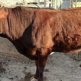 Öküz