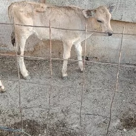 ÖKÜZÇE ŞWES