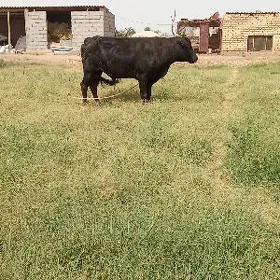 öküz