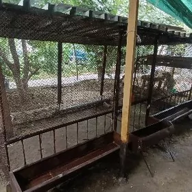 goyun yatak