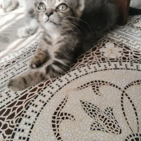 pişik
