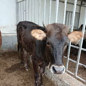 Göle tüwwe