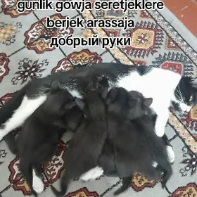 Pisik mugt