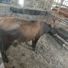 etlik sygyr