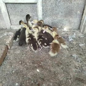 İndawutga
