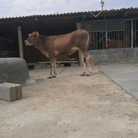 tüwe