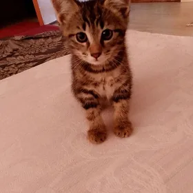 pişik