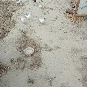 kepderi