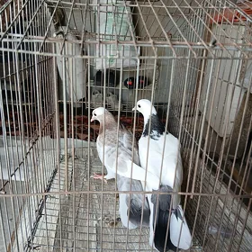 kepderi