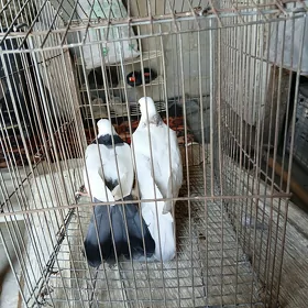 kepderi