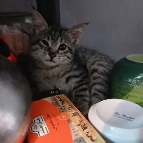pişik