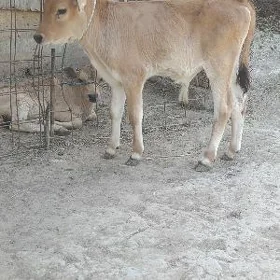 ŞWES ÖKÜZ