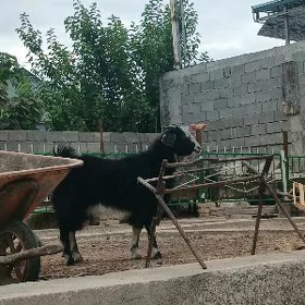 Cewiš